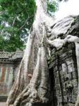 templi cambodia set cinematografico tomb raider